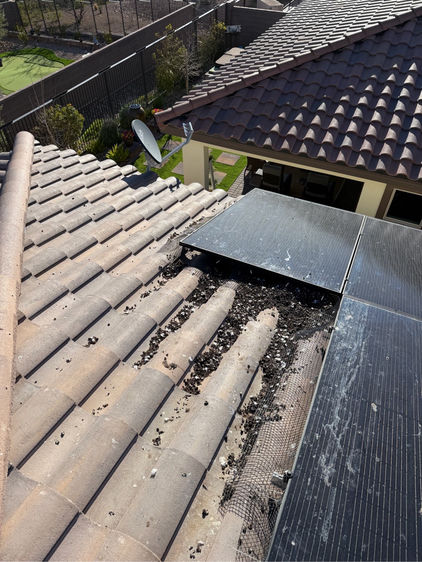 Pigeon nesting debris, droppings, and feathers accumulated under solar panels on a Las Vegas tile roof before cleanup